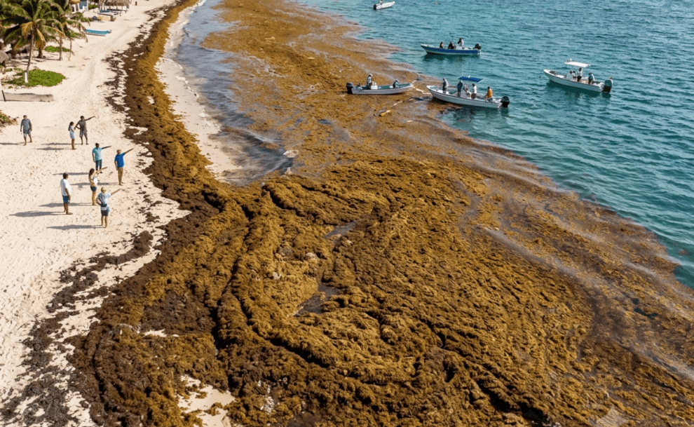 Massive Seaweed Belt Hits Atlantic: What You Need to Know